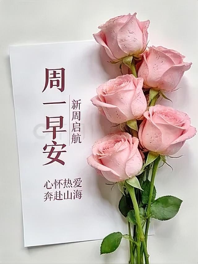 周一早安！粉色玫瑰传递温柔，新的一周启航。心怀热爱奔赴山海，元气满满开启美好一天