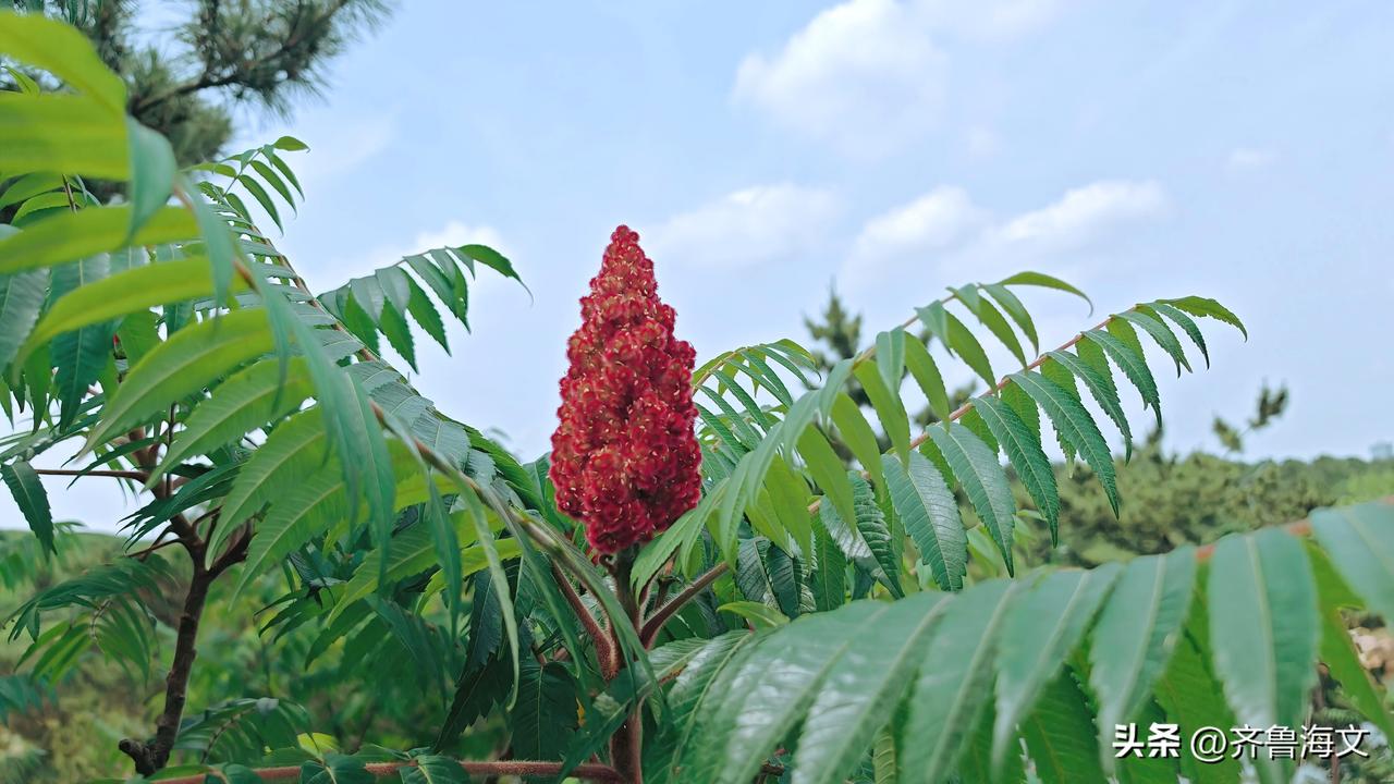 彤云散作万虬枝，赤焰凝成九月时。
似火燃空浑欲醉，如霞铺岭竟成痴。
秋光韵胜三春