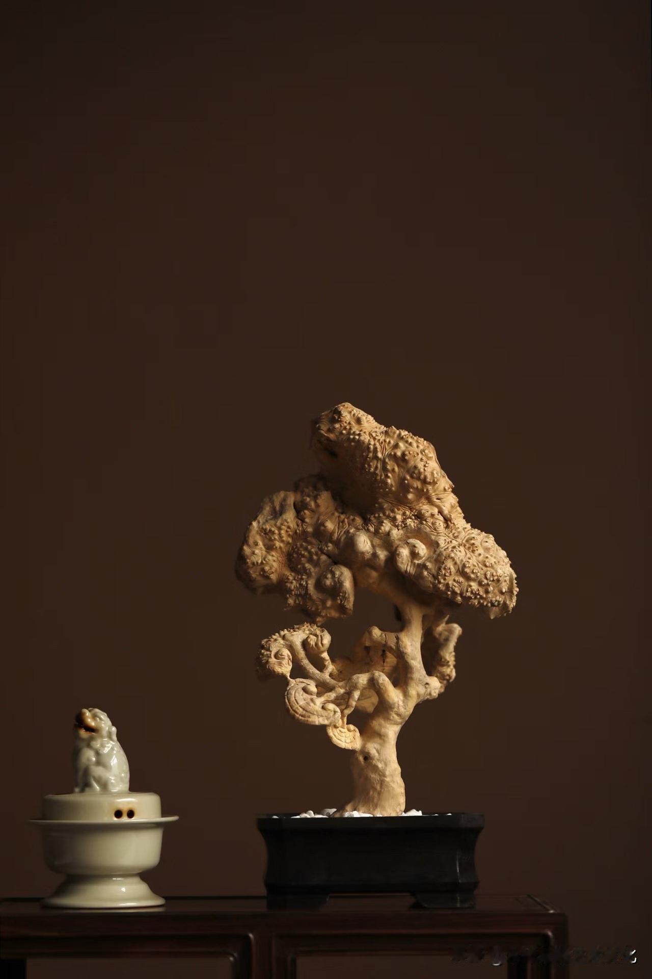 不是雕得像灵芝，
而是它本就长成了这样。

黄杨瘿瘤的肌理，起伏不平，
像被时间