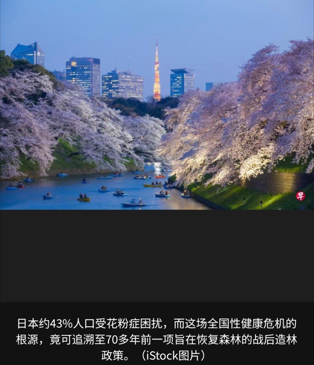 寰球镜头每到春天，日本街头总能看到大批民众戴着口罩出行。困扰数千万人的花粉症（过