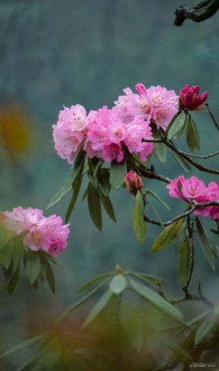 高山杜鹃生长近20年才开花树高几十米种子却比芝麻还小高山杜鹃的种子比芝麻还小，却
