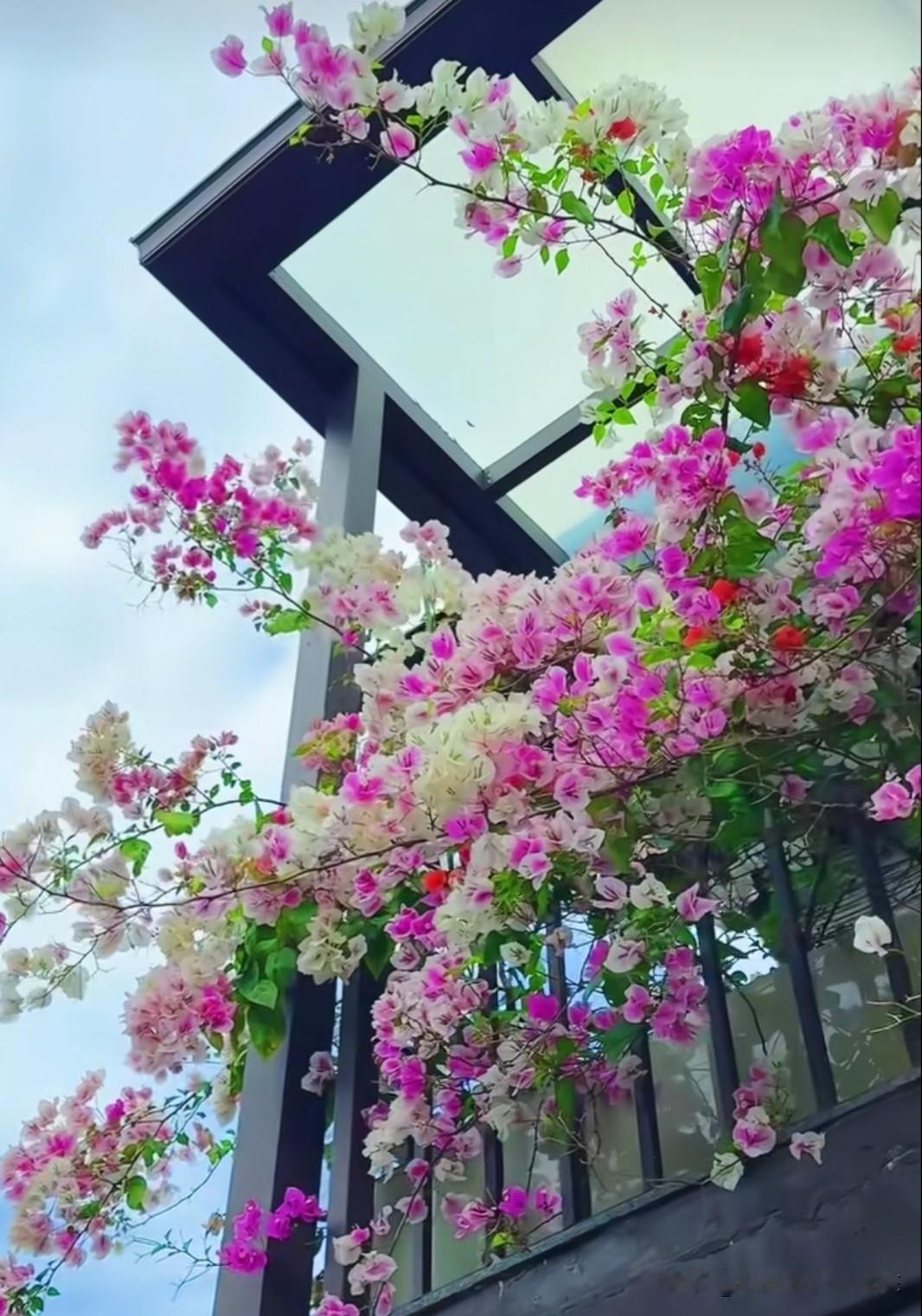 秋日三角梅，热烈如霞，洁白似雪，把天空都染成了画。它的花语是“热情与坚韧”，寓意
