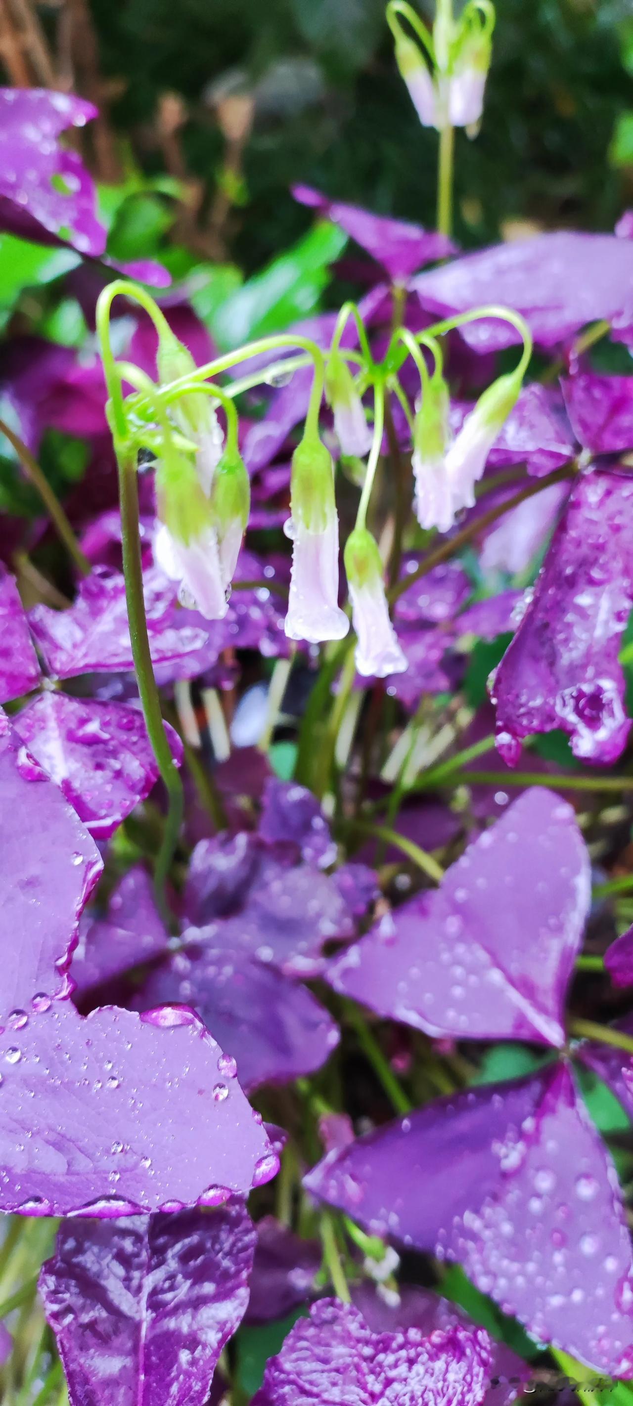 冬日生活打卡季此时的雨水已经敲打出声音了：香樟叶子密集的有些空的啪啪声，窗棂护栏