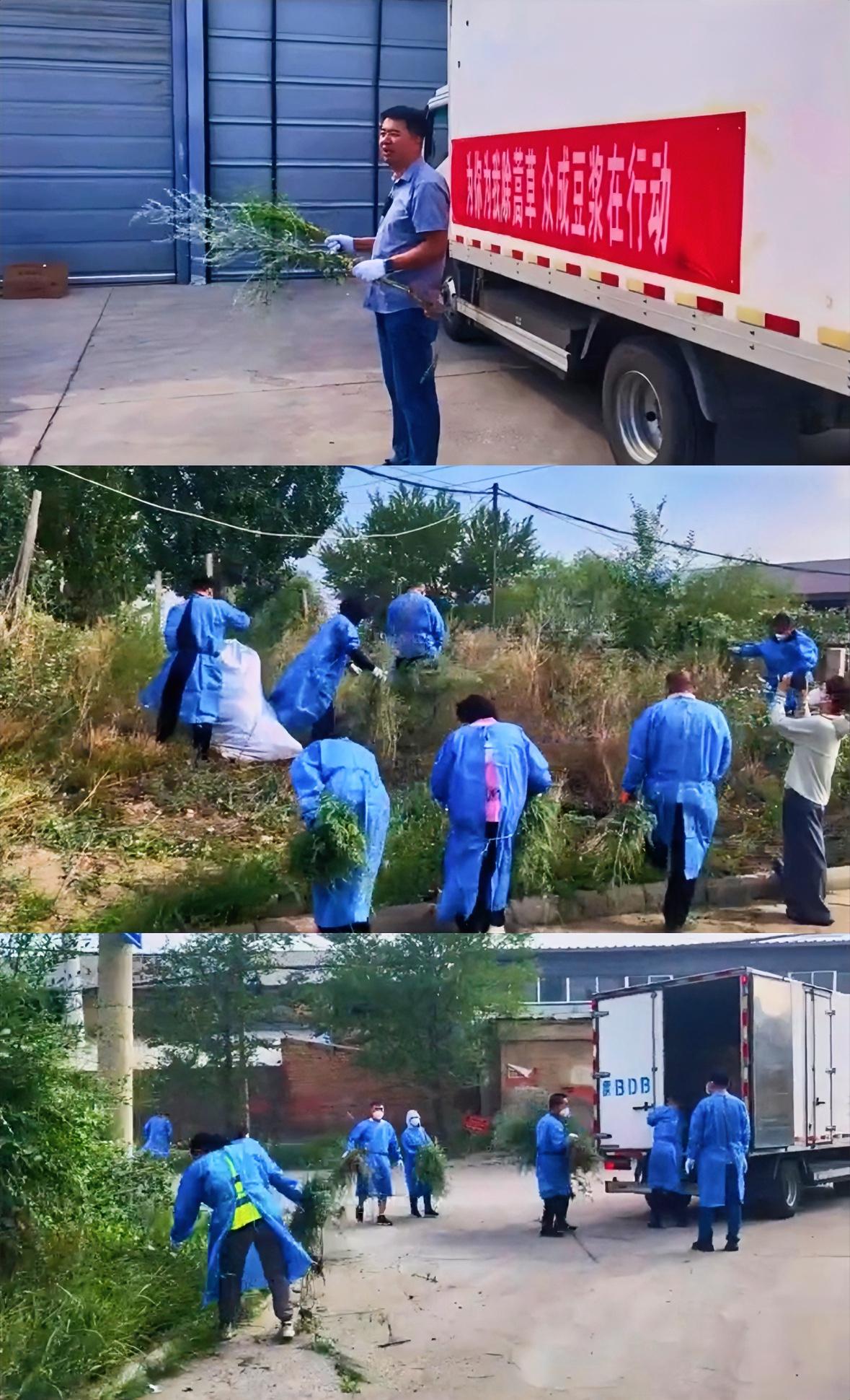 公司组织员工下班拔蒿草5毛一斤，员工动力十足称每小时能拔100斤。

进入秋季多