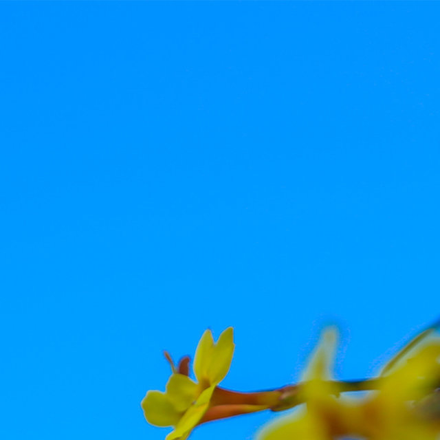 #阿山播天气# 3月30日  云台山晴  9/22℃山间的迎春、连翘悄悄绽放，我