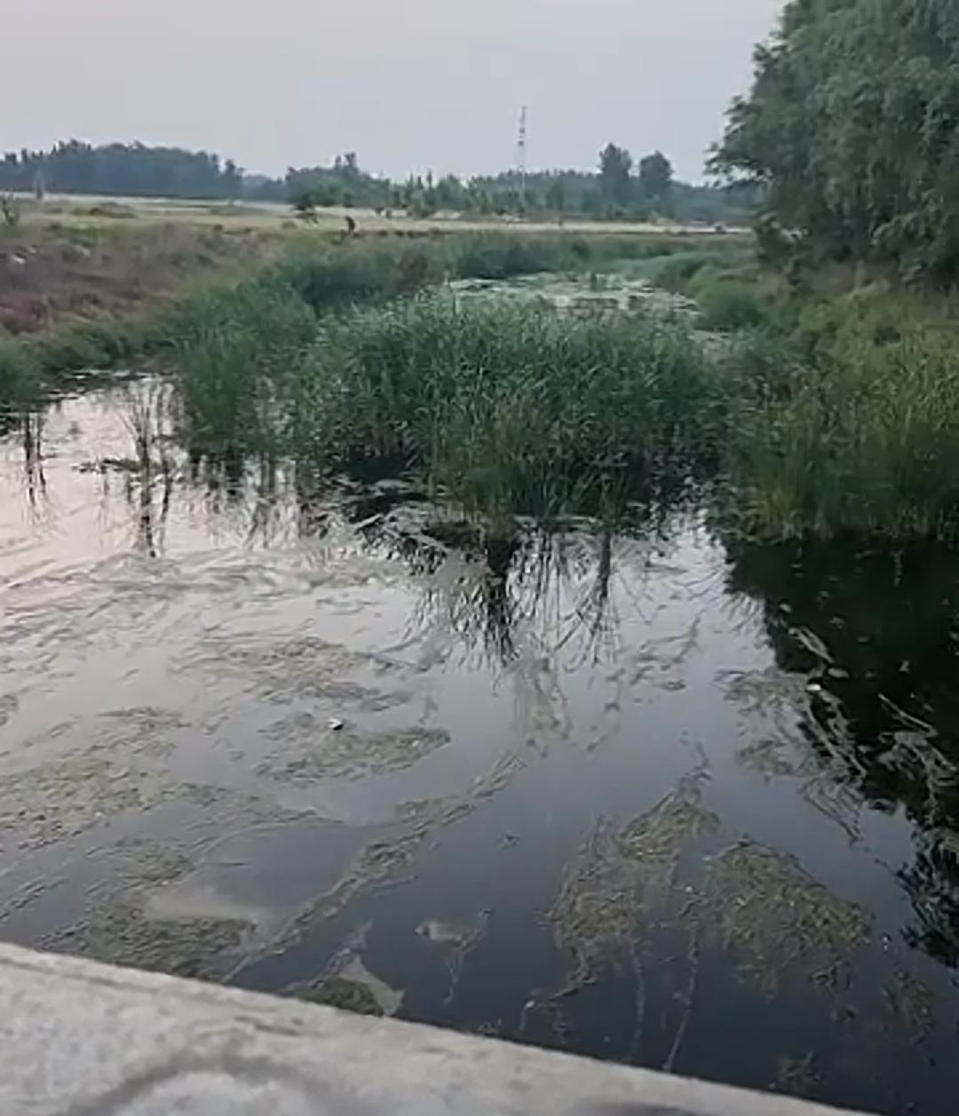 【网友爆料兖州大安河河水恶臭，学校旁污染何时根治？】近日，兖州朝阳学校旁大安河臭