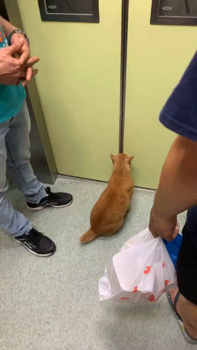 猫咪完全融入人类社会，会坐垂直电梯，知道哪一层下