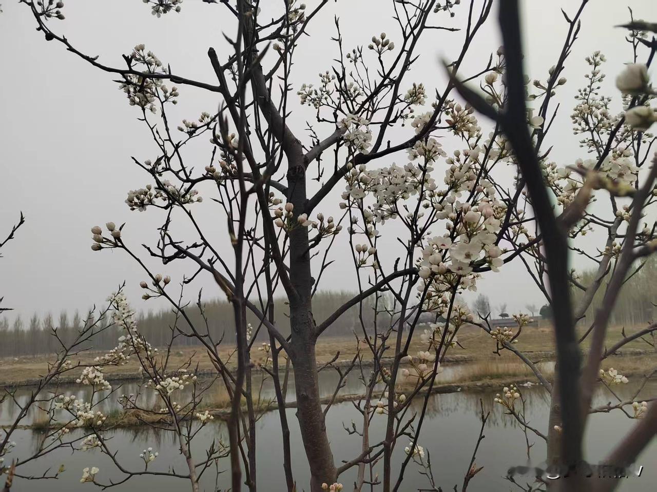 好吧，其实对于那首歌曲的争议不必过于在意，大家看梨花就好了。
说起这棵梨树，这是