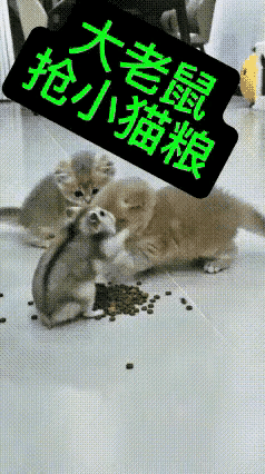 刷到这段视频，场面实在很有意思。
仓鼠埋头自顾大口吃东西，一旁两只小猫看得目不转