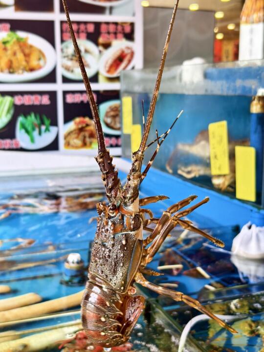 在番禺！本地人私藏的海鲜餐厅~