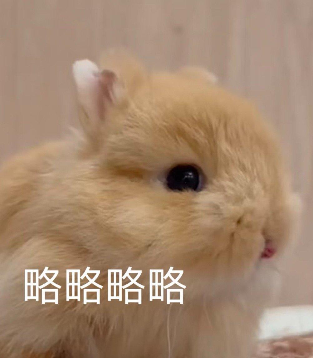 我才发现！原来我才是掰🐺路上的绊脚石我超喜欢趴在床上然后翘起腿，这个时候🐺就