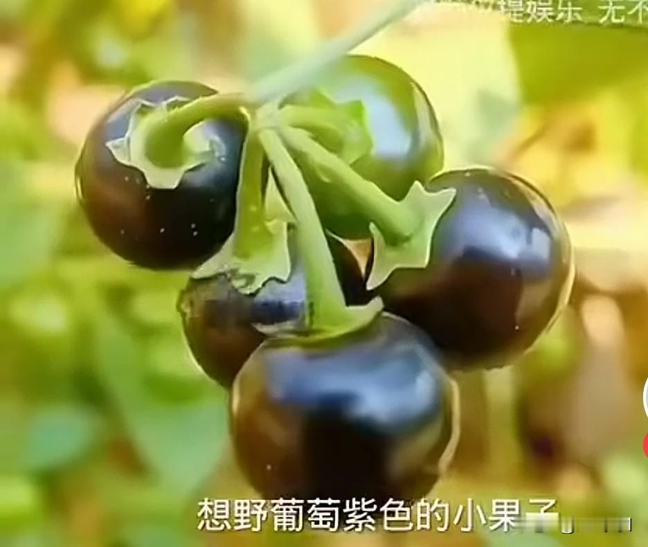 年轻的70后小伙伴们你们都吃过下面的东西吗？我是70后的安徽农村人，这些都是我大