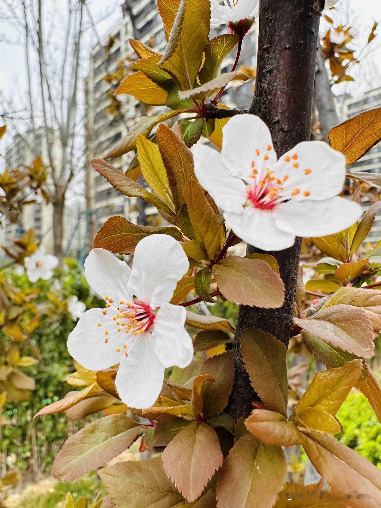 春天的味道，天津比成都还是晚了些，成都的桃花已经谢了，天津的花才开始开。天津春天