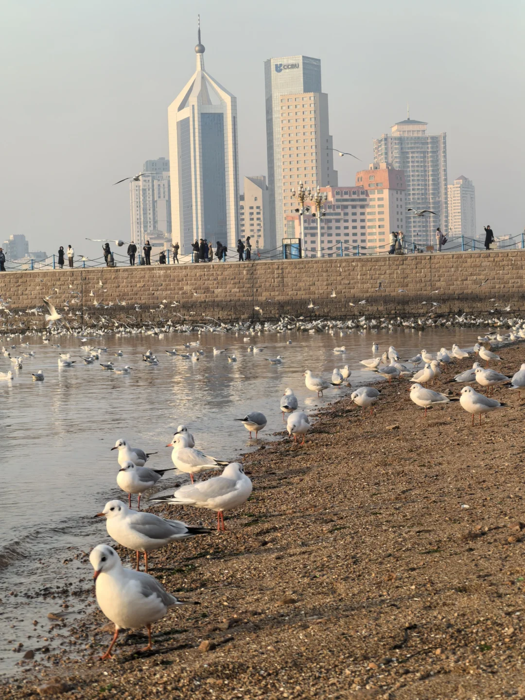 12.10青岛栈桥海鸥 来一场“鸥”遇吧