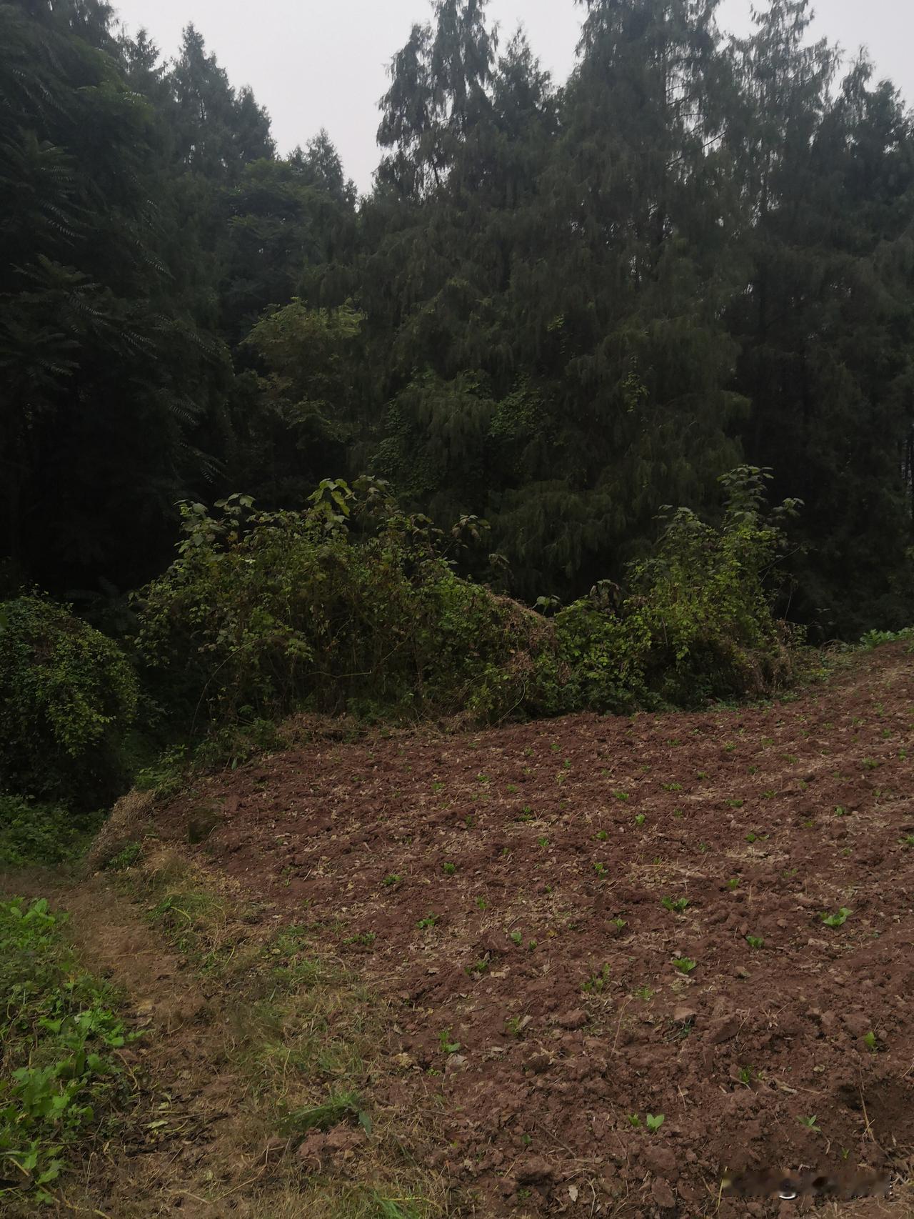 到德阳游玩,晚上怎么玩?德阳市在旌阳区，晚上游玩，德阳是个好地方，不论你什么时候