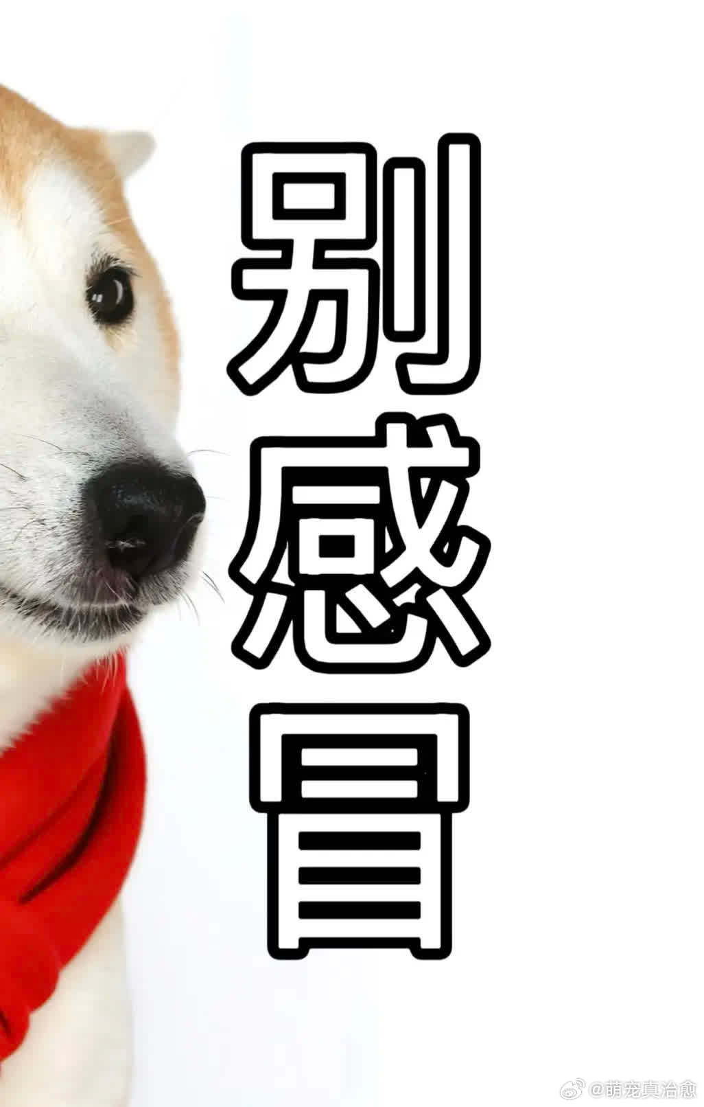 别感冒。萌宠宠物