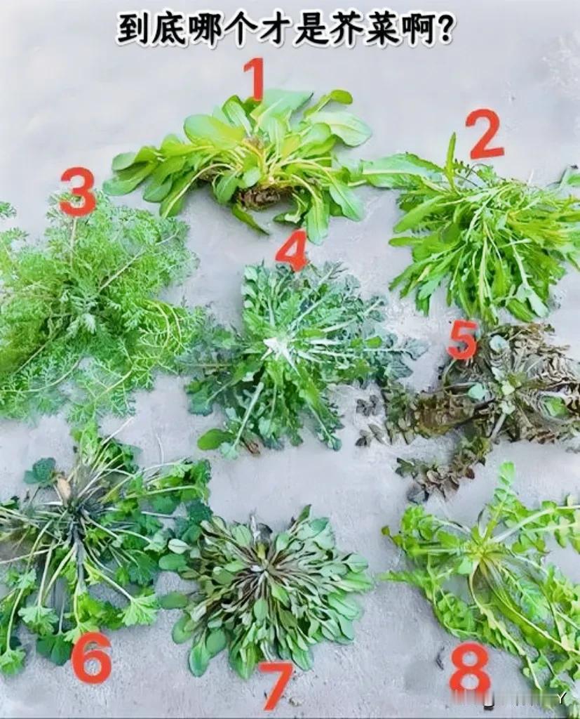 如下，到底哪个才是芥菜啊？我感觉2、4、5、6、7、8都像。作为一个农村出来的孩