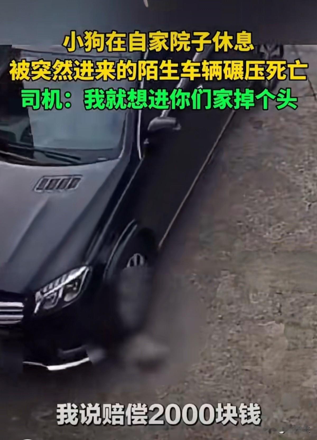 狗狗自家院休息被陌生车辆闯入碾死
在浙江湖州一个看似平常的日子里，一只在自家院子
