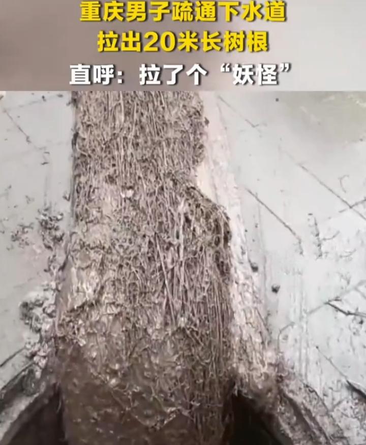 重庆一男子疏通下水道，竟掏出20米长的树根，这事儿太绝了！男子发现排水不畅后自己
