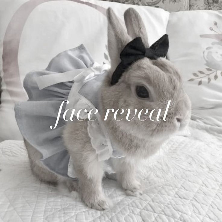 🐰 