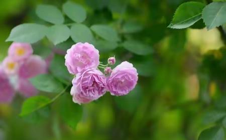 为什么这种花叫七（十）姊妹（姐妹）蔷薇花？
这种蔷薇花得名于它独特的花朵形态。在