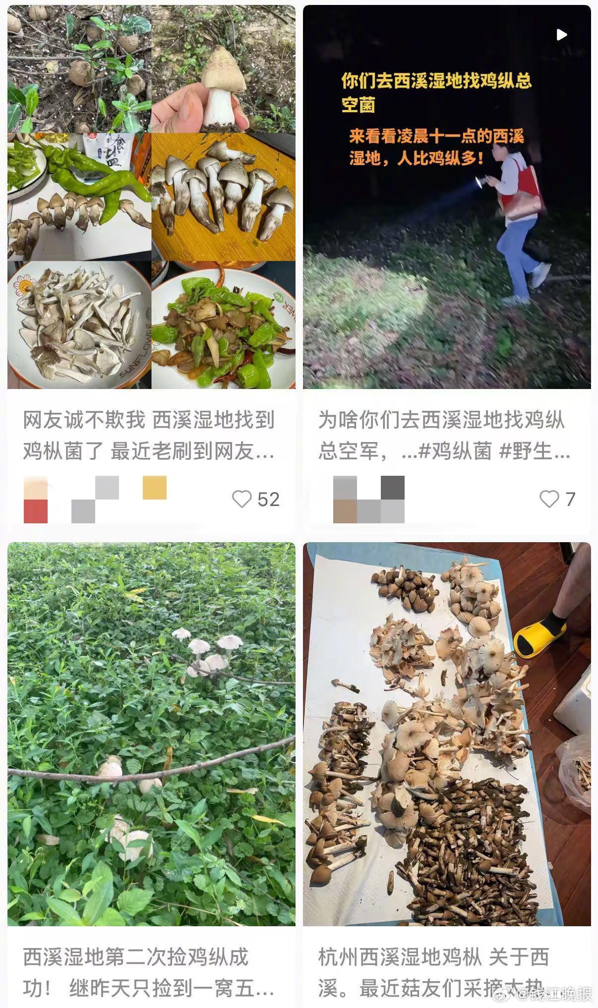 【#西溪湿地喊话严禁采摘野生菌#】“红伞伞，白杆杆，吃完一起躺板板……”这句在社