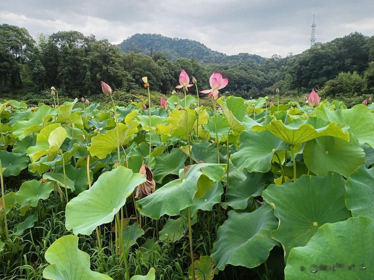 #夏日生活打卡季#家对面就是东瓦窑村，村口有几亩荷塘，附近的甚至更远的的都会跑到
