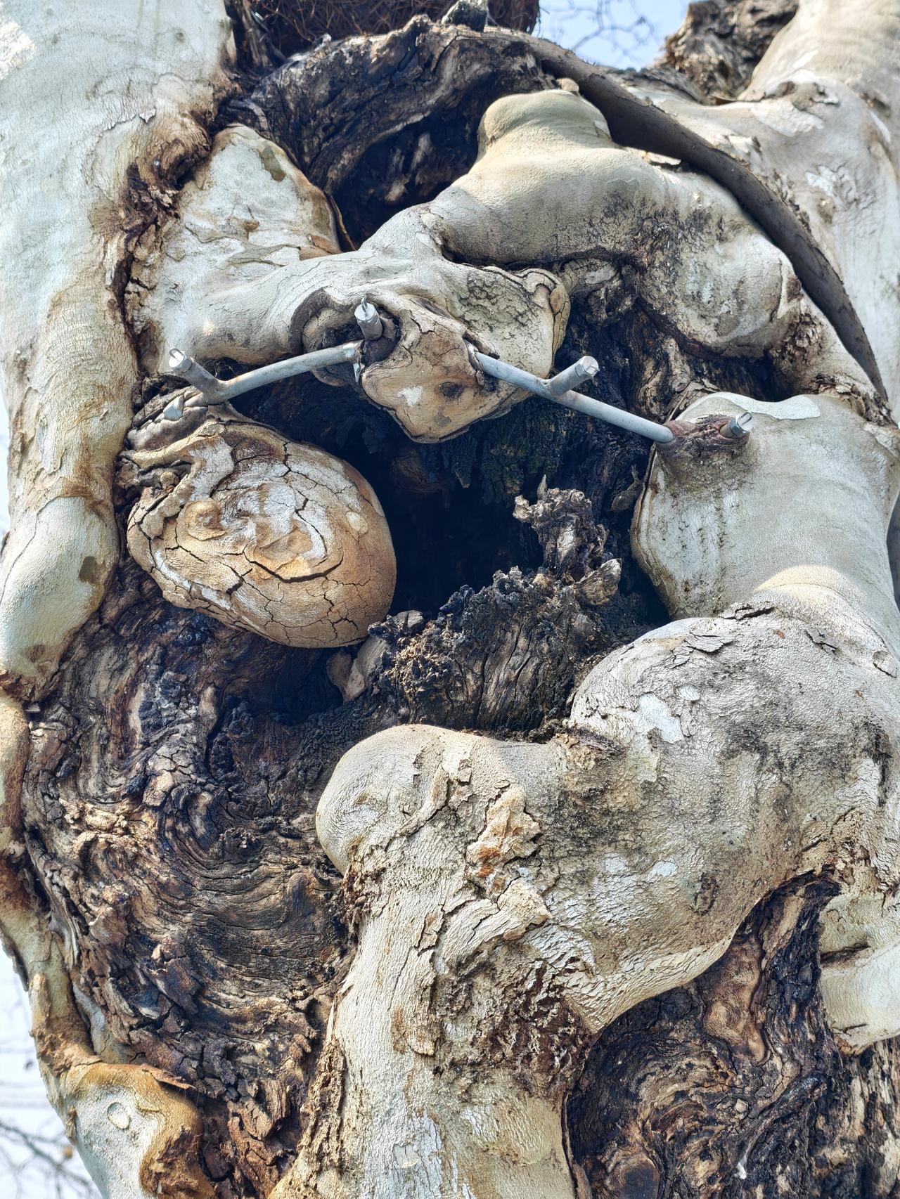 看到这些梧桐树的树洞，总觉得它们很疼，就像受伤的身体内植入钢钉的病人，顽强的活着