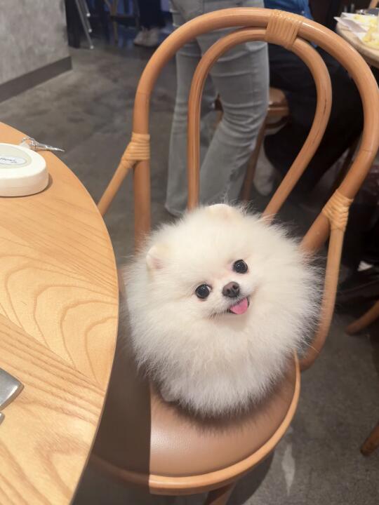 萌物中的萌物