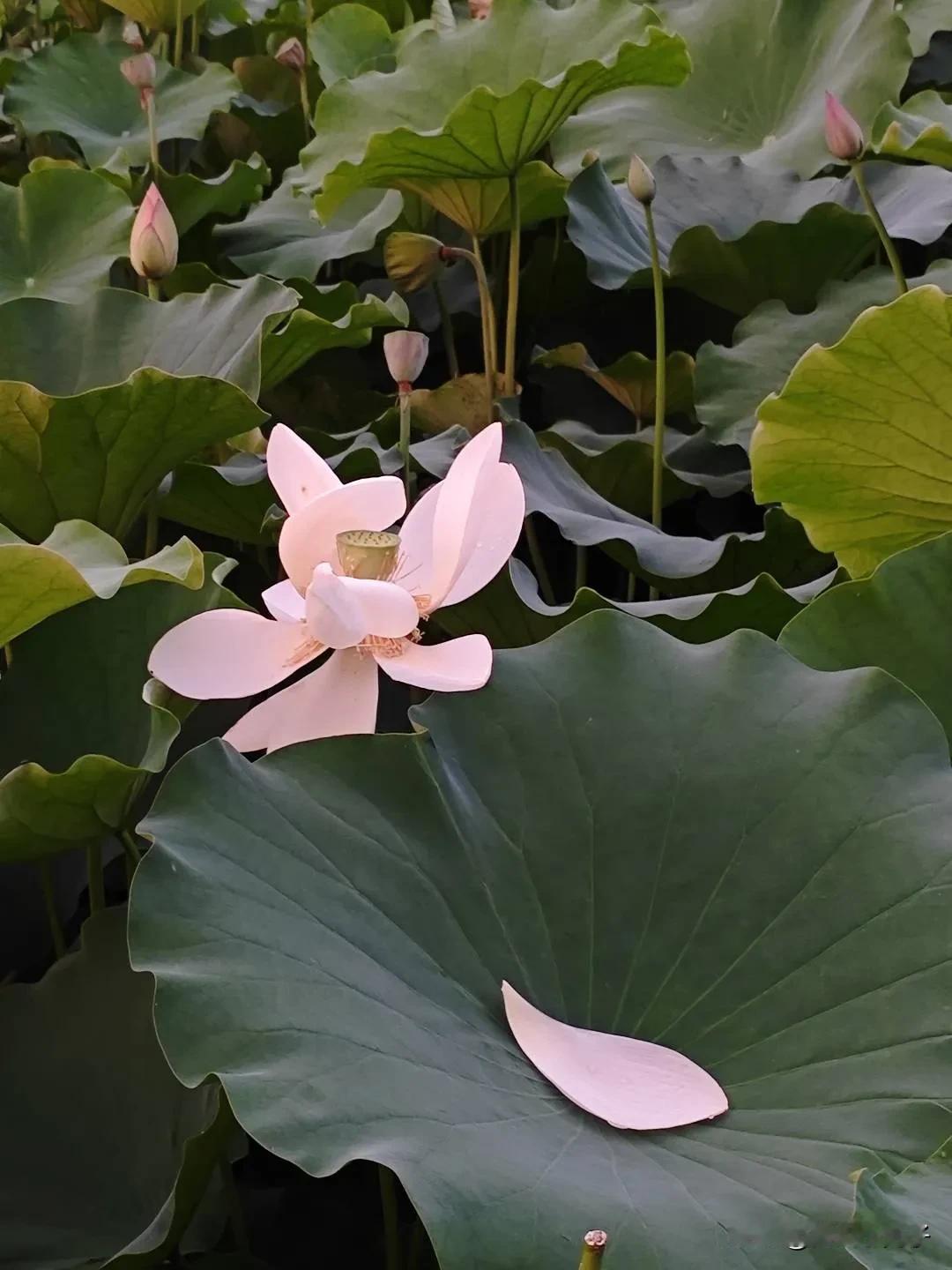 解语花与解花语！