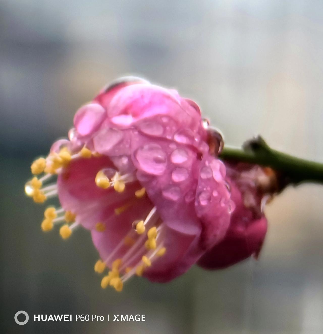 雨后的梅花，粉嫩娇艳，美不胜收！