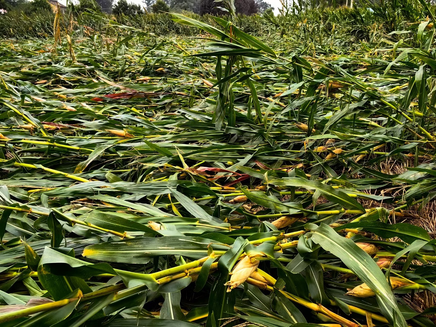 雨下得太多，​风一吹，玉米便倒了。​收割机进不了地，今年​秋收，只能靠庄稼人的双