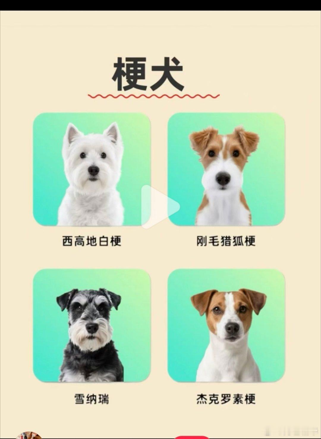 原来介绍梗犬的都没有介绍过黄景瑜小狗，也不怪大家不认识。 