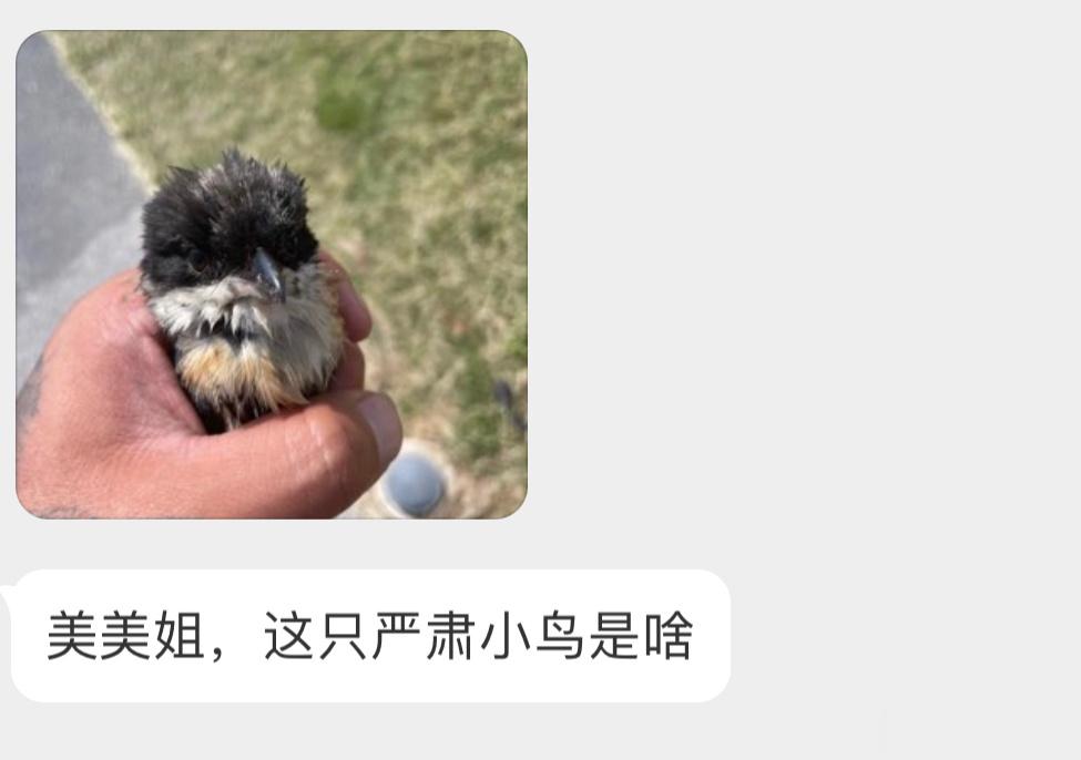 #鸟粉投稿# 把握良鸡环节是一只【棕背伯劳】平时喜欢把老鼠挂树上的那位尽快放了哦