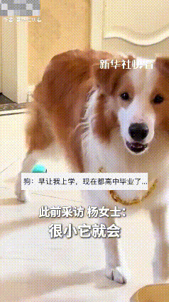 河南，一男孩算错数挨姐姐批，却不曾想边牧急得在旁边直接现场“辅导”，在它的一次次