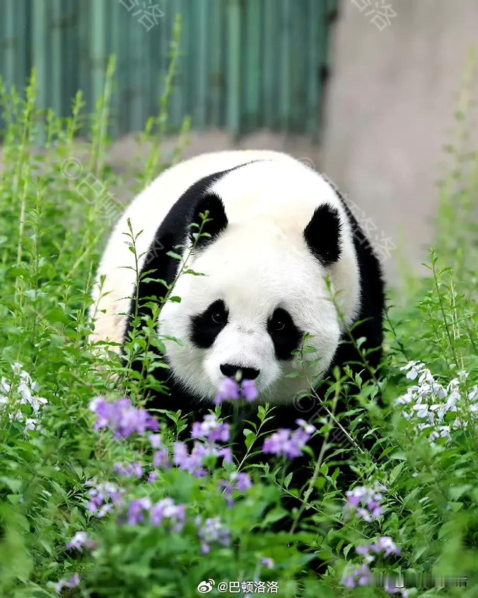 这是巴顿洛洛今天发的关于小白天生日的祝福，特意选了一年四季的照片。

我见到最为