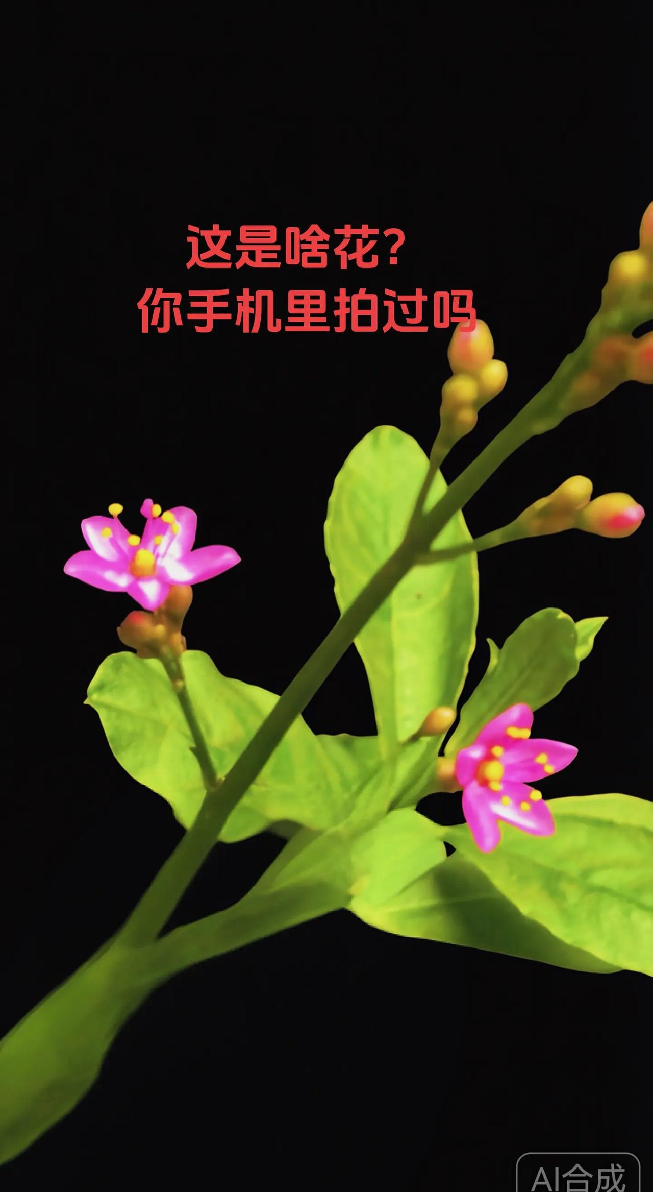 看看你拍的花