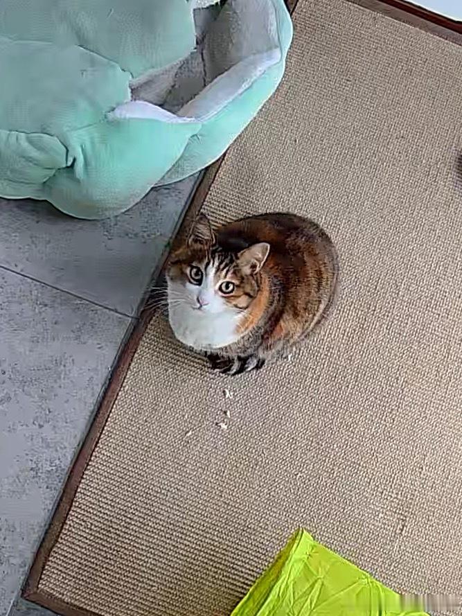 酸酸：是谁在偷看咪？酸酸日常吸猫年度高萌瞬间