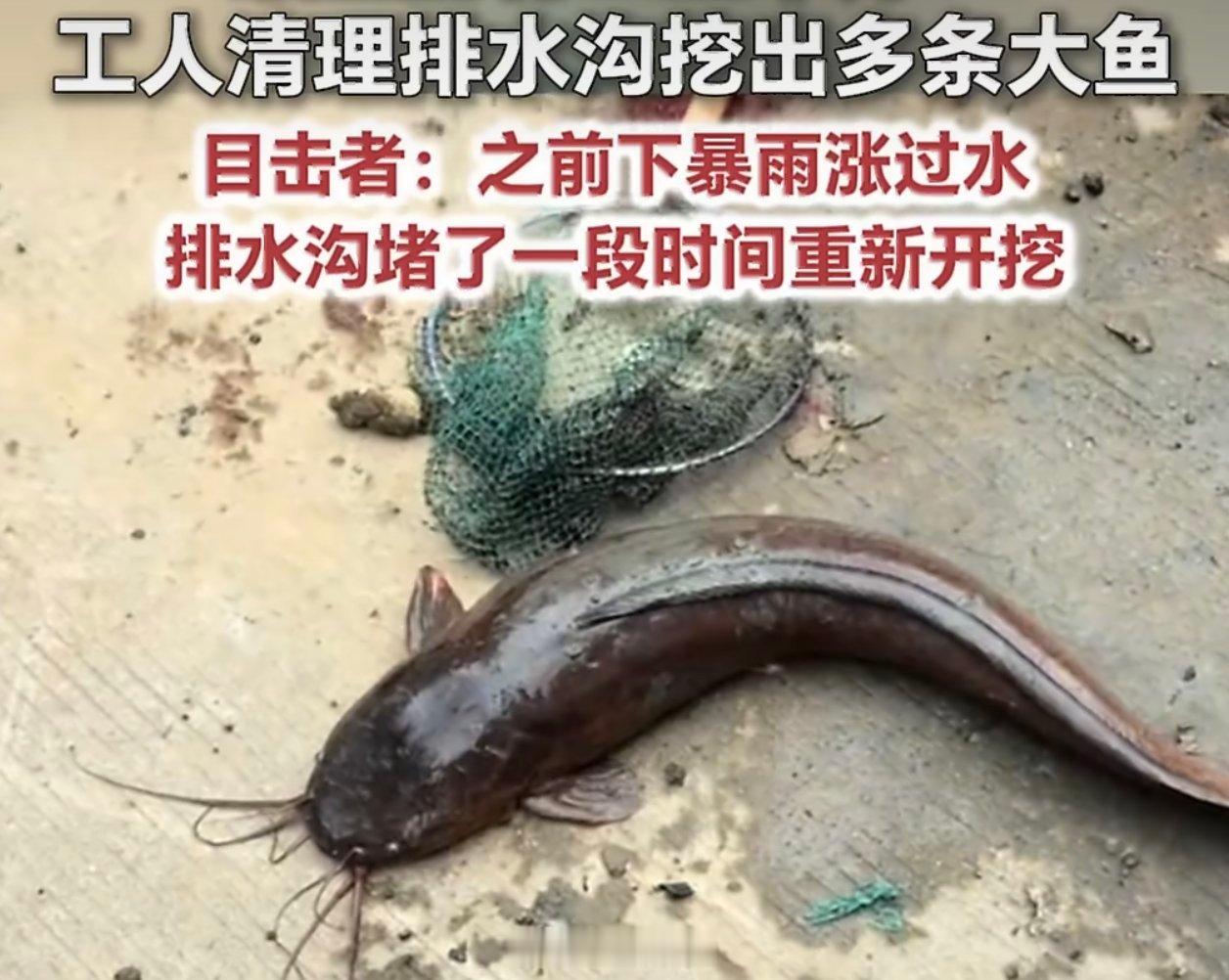 工人清排水沟挖出五六条大鱼看到过一个新闻，说是农村里有人发现自家的粑粑坑里有异声