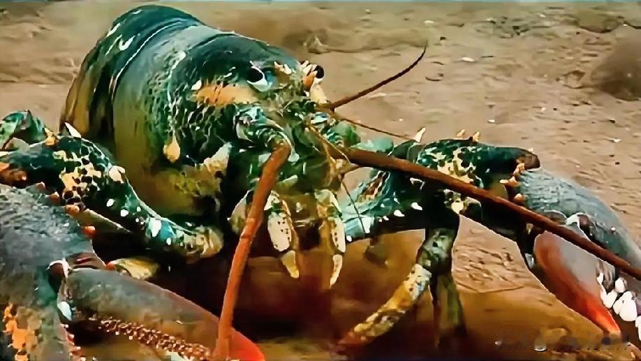 12月24日晚上的最新消息，速报，全都不容错过，第三条：英国新规聚焦甲壳类动物福