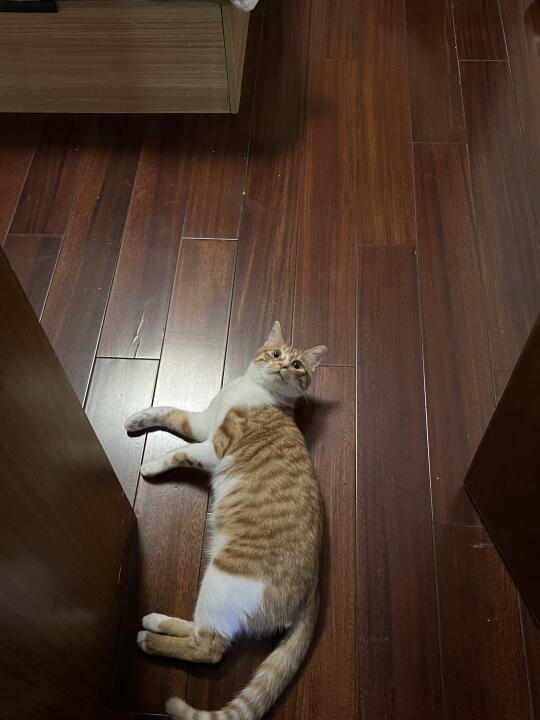 随地大小躺