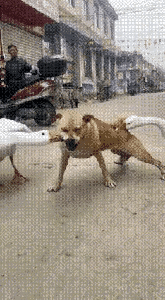 小黄，这下你不牛了吧？
走，去找主人评评理去[大笑]