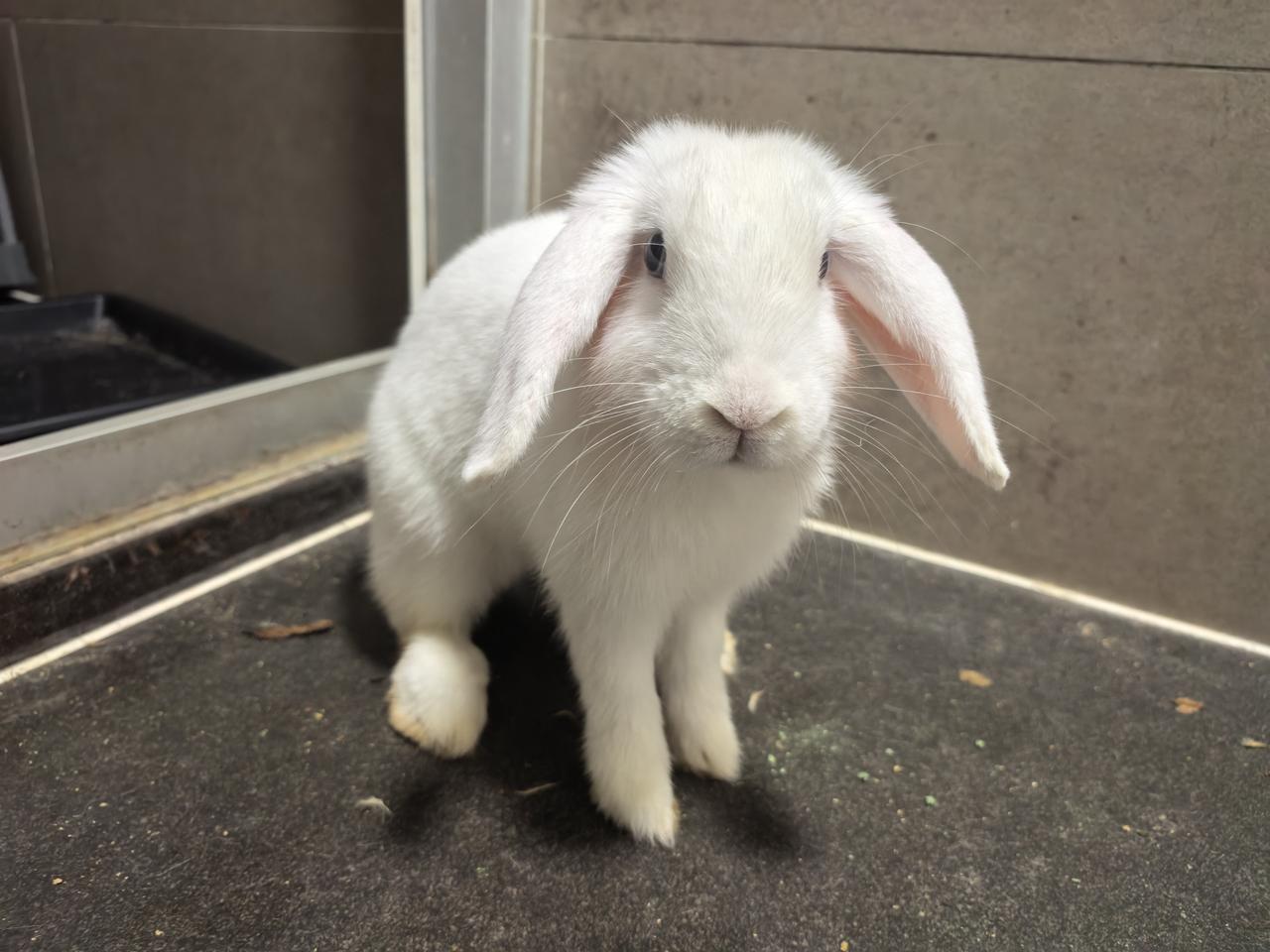 花了318个RMB在网上买的兔子，品种是荷兰霜白垂耳兔，一堆人说我买贵了。

这