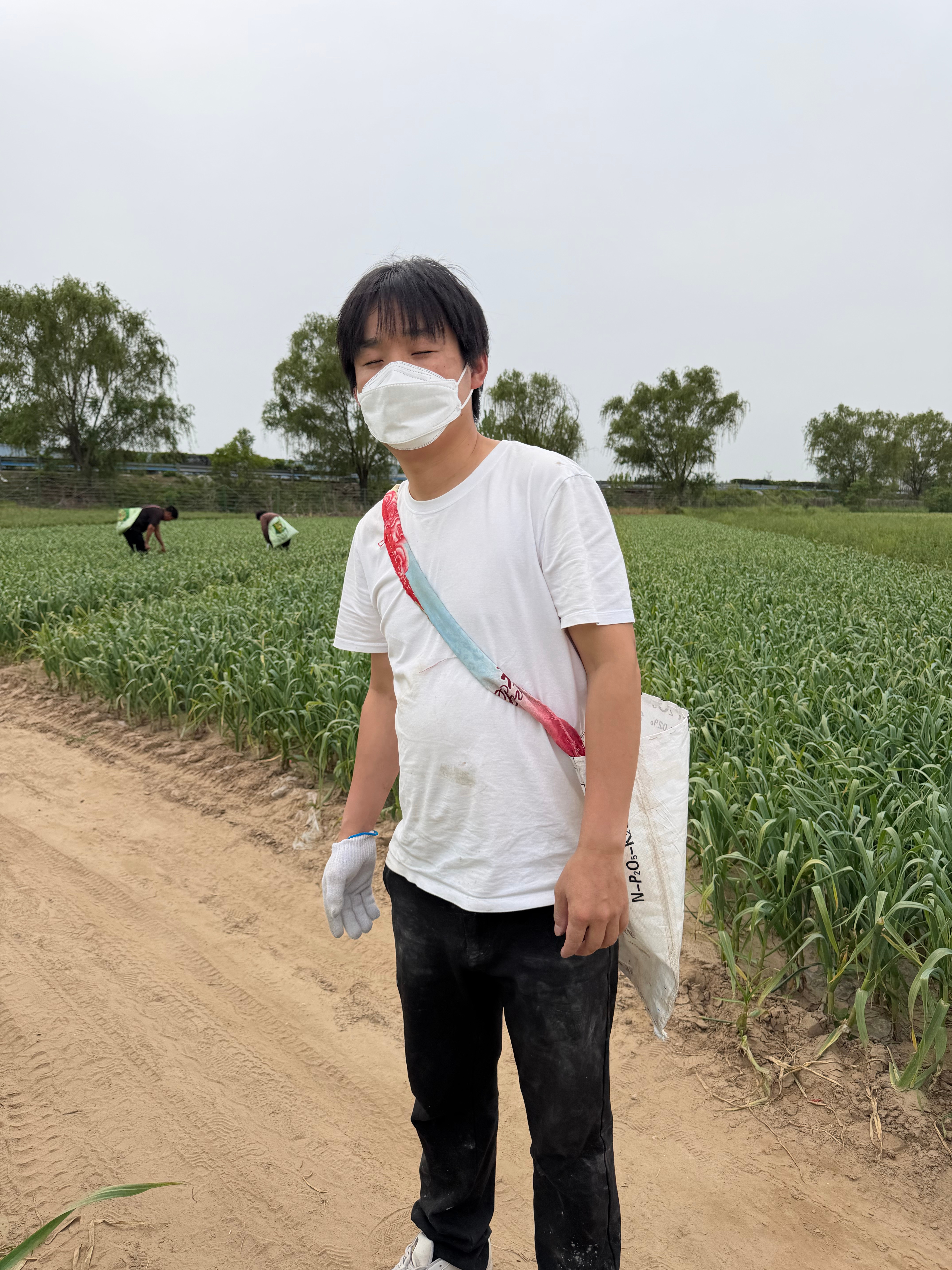 河南人这几天的活很稳定：摘蒜苔伙食也很稳定：蒜苔的一百种吃法 商丘·范楼村