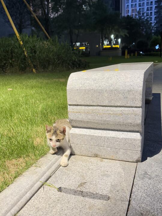 小区里偶遇了大胆的小猫可以摸吗