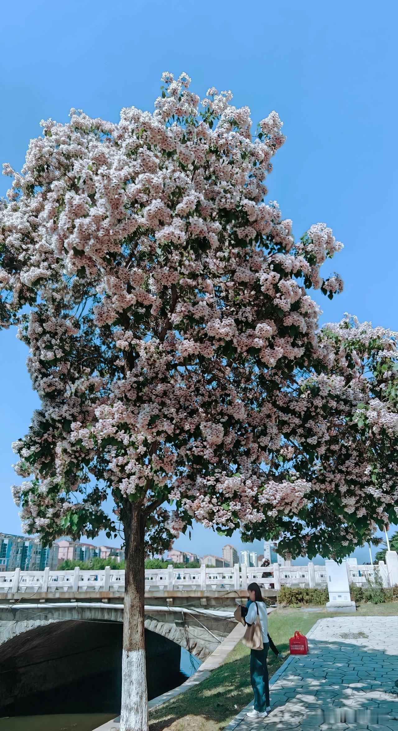 楸树花在暮春初夏时节独自绚烂。她不似桃花的喧闹，也不如梨花的清冷，只是安静地开在