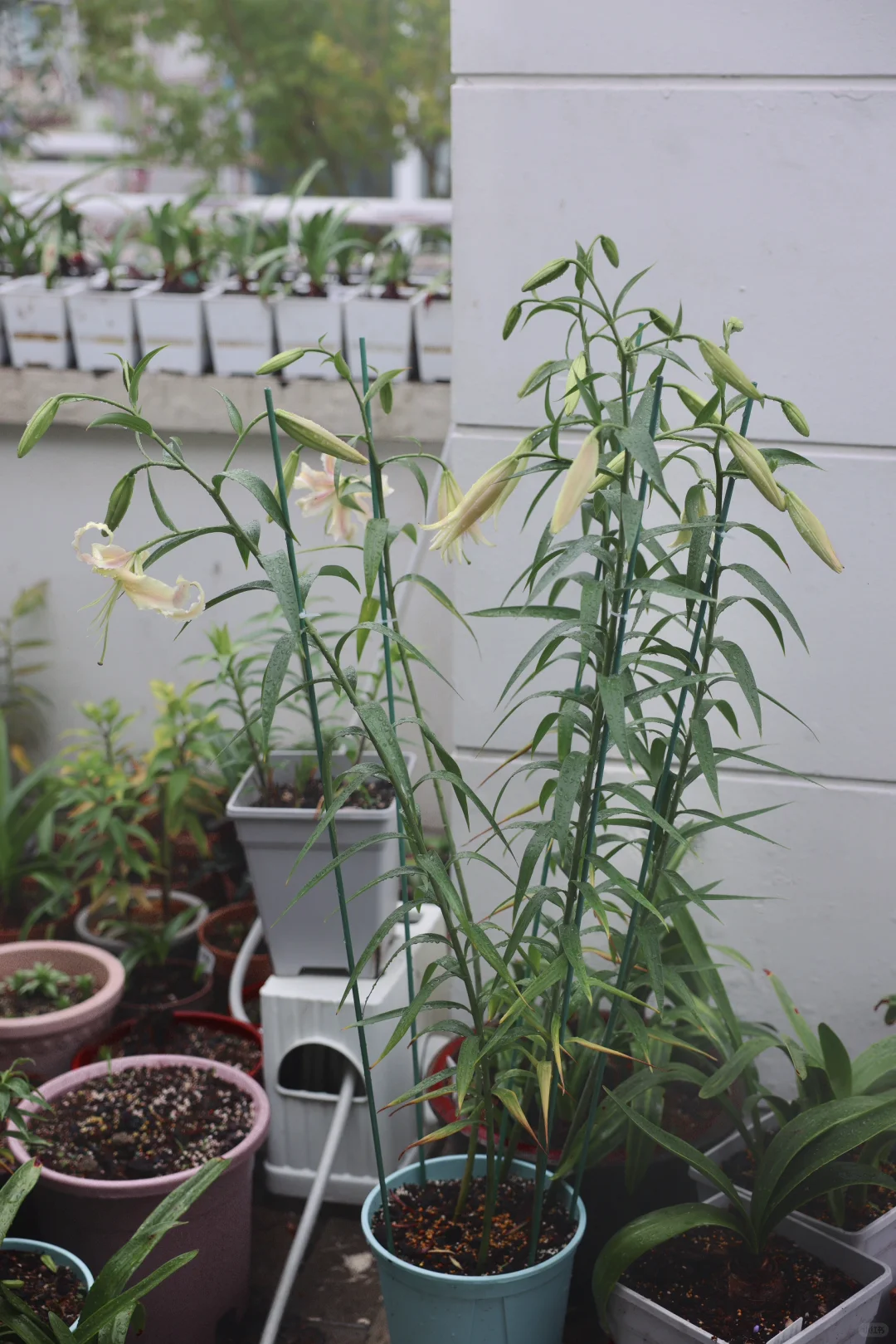 梅雨季初开的Elusive路西法，朦胧灵动的美感