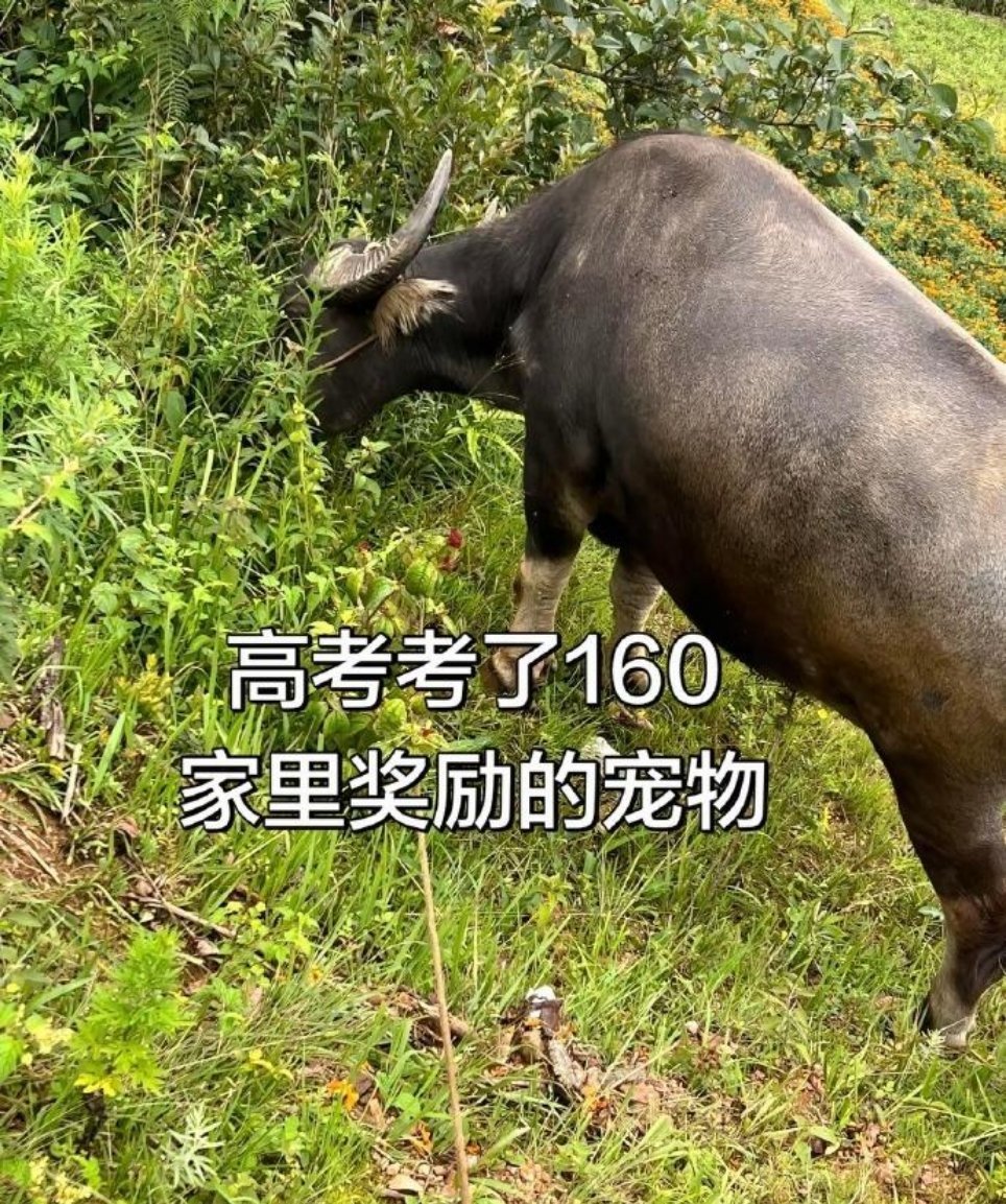 天天努力背梗还是比不过天赋型选手哈哈。 