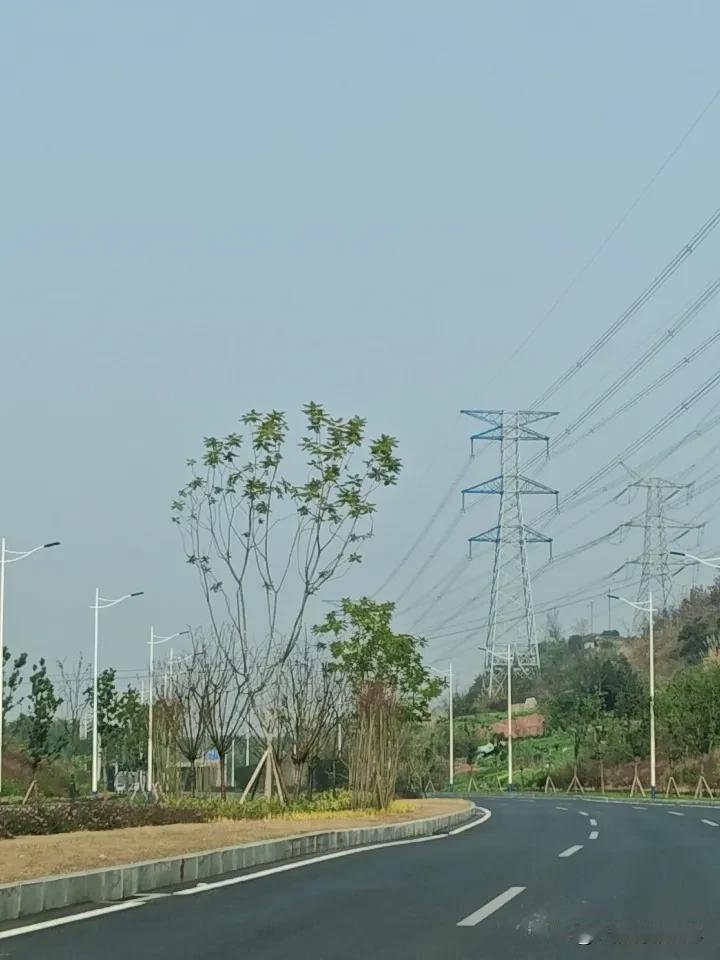 重庆的冬日暖阳，着实珍贵！1月10日上午，久违的暖阳高悬天际，蓝天白云也短暂回归