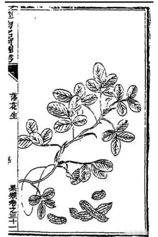 老伯解物｜落花生这个名字是故意为之的诗意反转？
昨晚吃几颗生花生的时候琢磨花生的